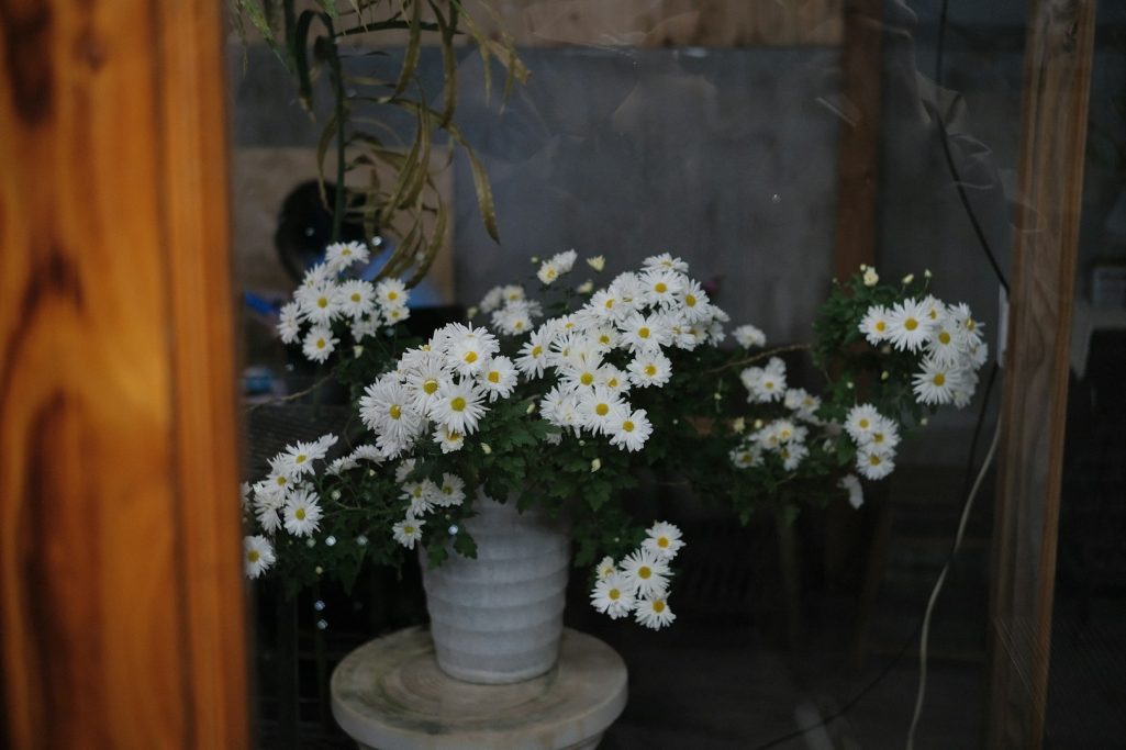 Chrysantème